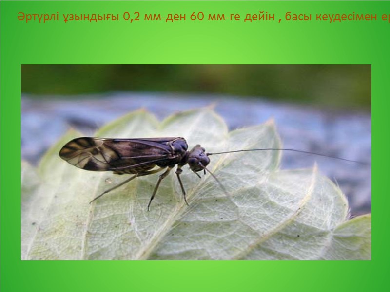 Әртүрлі ұзындығы 0,2 мм-ден 60 мм-ге дейін , басы кеудесімен еркін қозғалып тұратын, жарғаққанатты